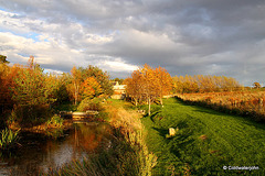 Autumn colours in early evening sunlight