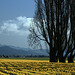 Acres of Daffodils