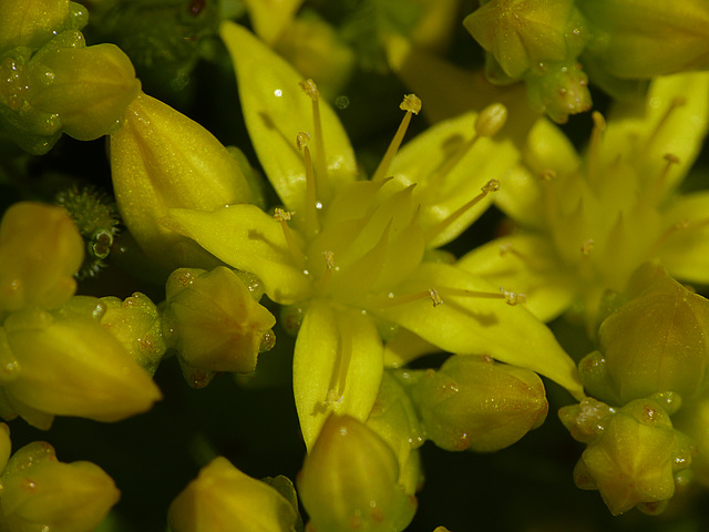 Biting Stonecrop