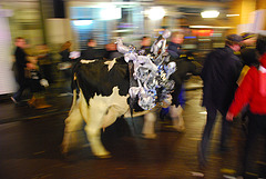 Nightly procession...with a cow