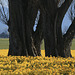 Drowning in a Sea of Daffodils