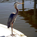 Heron