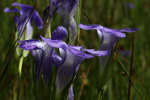 Fringed Gentian