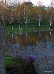 Miniature rhododendron by the pond