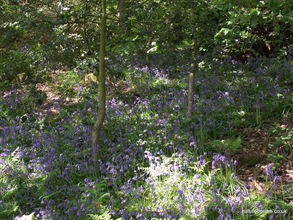 Bluebells