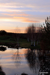 Dusk colours on the pond - 19 January