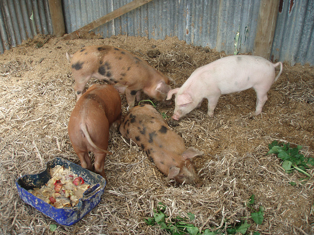 piglets in formation