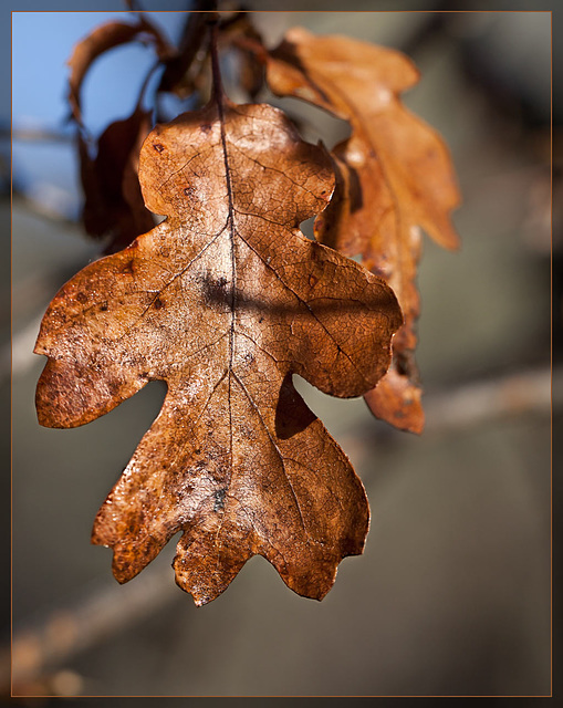 Once There Was Frost