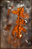 Frosted Leaf Stuck in Weeds with a Burr Audience