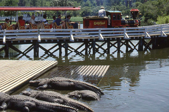 Train and 'Gators