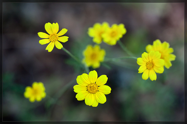 Oregon Sunshine: the 78th Flower of Spring & Summer!