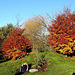 Beech trees' glorious autumn colouring 5154087298 o