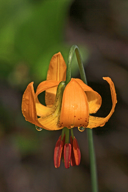 Lilium columbianum