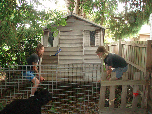 installing Di's chookhouse