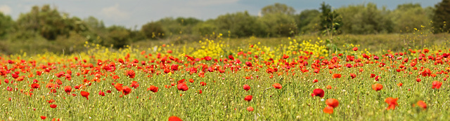 Poppy Pano