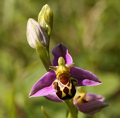 Bee Orchids @ Pebsham