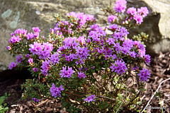 Dwarf species of Rhododendron