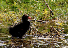 Moorhen chick becoming braver...