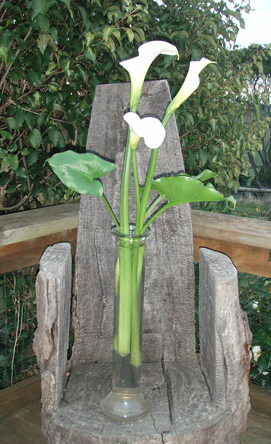 flowers from our garden