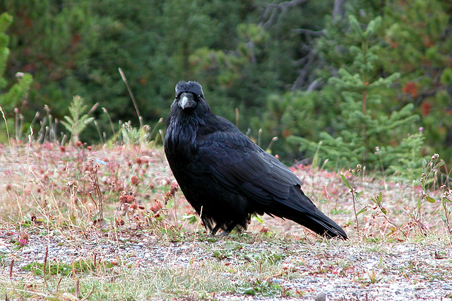 Raven in Banff National Park (Canada)