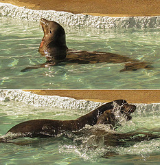 San Francisco Zoo: Sea Lions