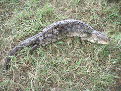blue-tongued lizard in our garden