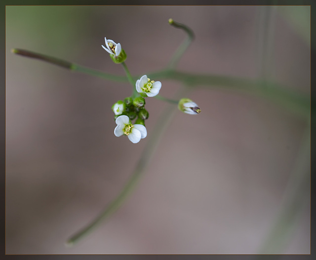 Hairy Bittercress: The 79th Flower of Spring and Summer