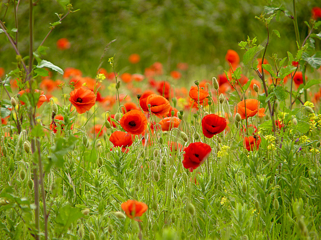 Poppy Faces