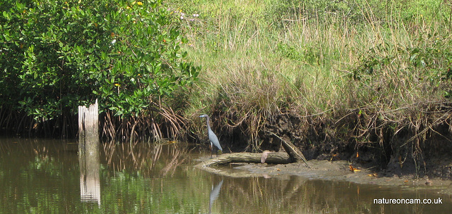 Grey Heron