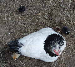 Mama Giulia and her chicks