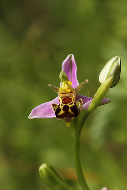 Bee Orchids @ Combe Haven CSP