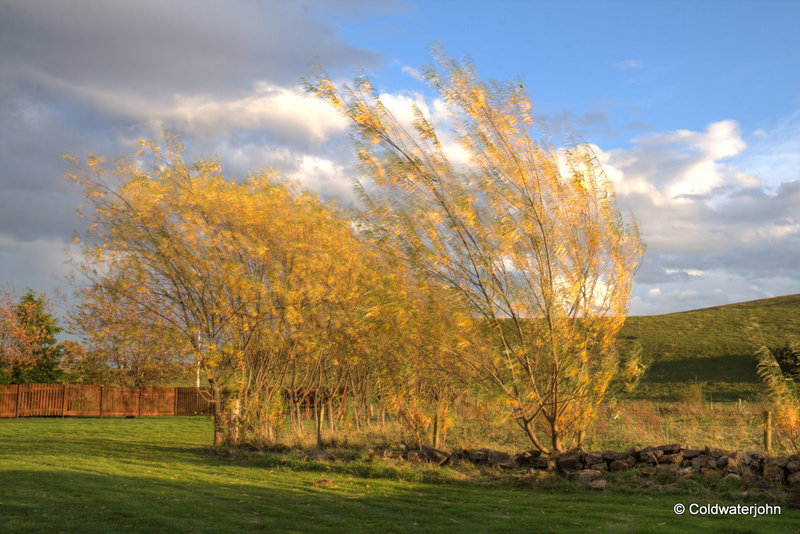 Autumn colours in early evening sunlight