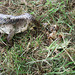 blue-tongued lizard in our garden