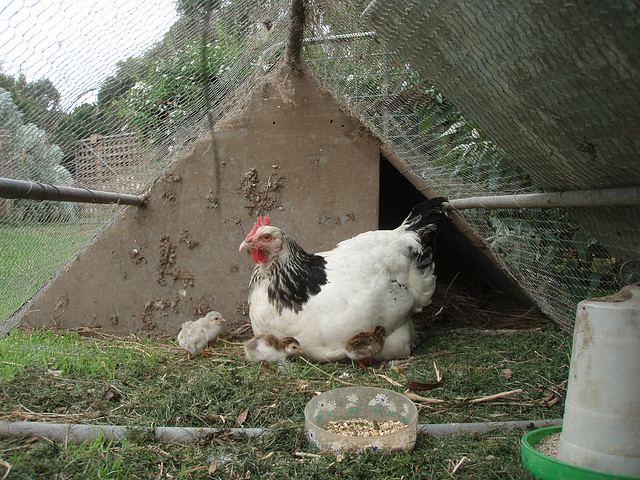 our new guinea fowl keets