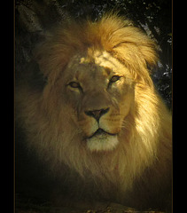 San Francisco Zoo: Lion