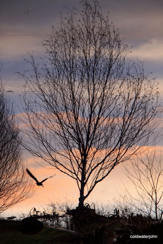 Inverted reflections at dusk catching a heron which had just taken off