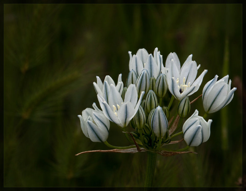 118thflowerwhiteclusterlilyside