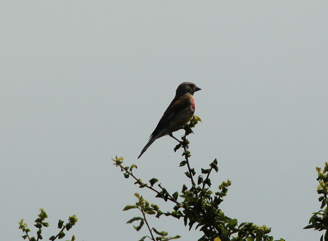 Male Linnet