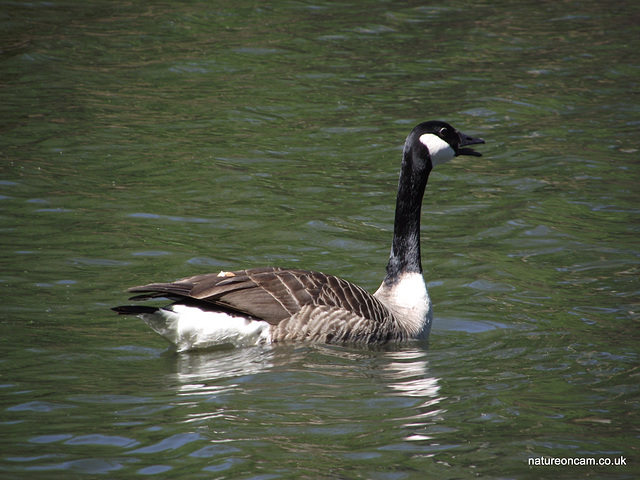 Canadian Goose