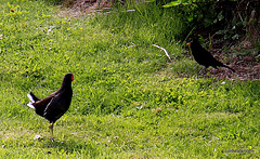 Moorhen and blackbird in conversation...