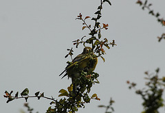 Juvenile Greenfinch...