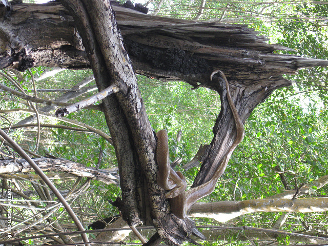 Tree snake