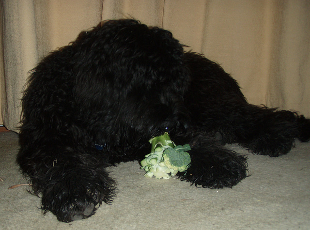 Fonzie loves broccoli