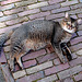 Public cat in Leiden awaiting some stroking