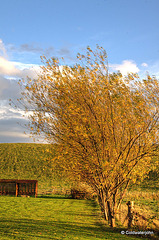 Autumn colours in early evening sunlight