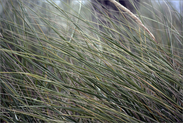 Grasses