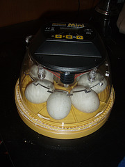 incubator with duck eggs