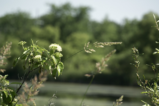 Flower and Grass