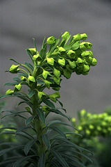 Euphorbia