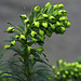 Euphorbia